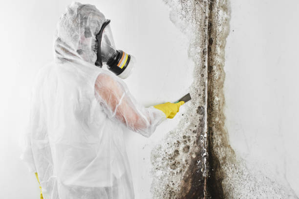 Best Water Damage & Mold Remediation  in Clever, MO